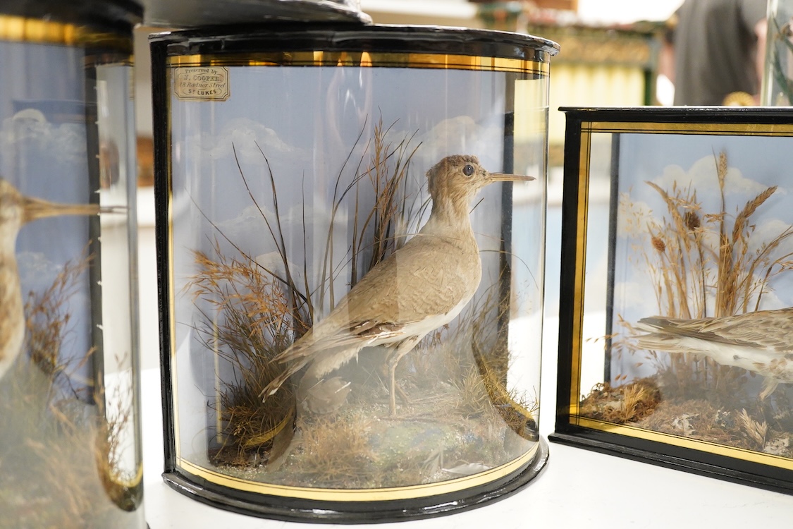 Four early 20th century cases of taxidermy dunlin birds; a pair in a flat fronted case, 18.5cm high, 32cm wide, and three individually mounted in bow fronted cases, two with labels reading; ‘Preserved by J.Cooper, 28 Rad